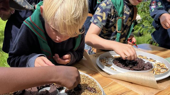 Vi spiser insekter